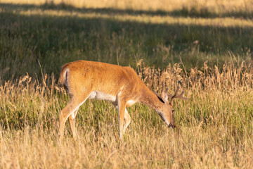 Whitetail Deer Buck in Colorado in Summer