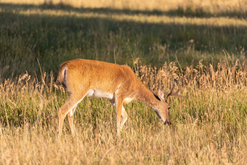 Naklejka na ściany i meble Whitetail Deer Buck in Colorado in Summer