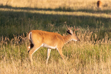 Whitetail Deer Buck in Colorado in Summer