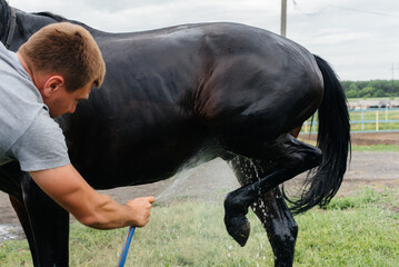 A young man washes a thoroughbred horse with a hose on a summer day at the ranch. Animal husbandry,...