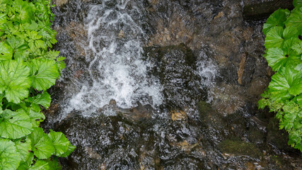 górski potok pośród zieleni © Mariusz Sowula