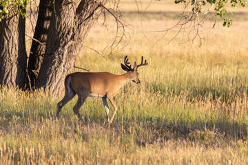 Whitetail Deer Buck in Colorado in Summer