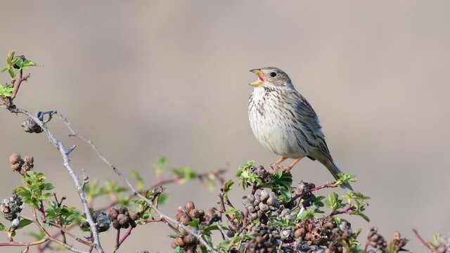 Corn Bunting (Miliaria calandra) Singing bird in spring. Beautiful light