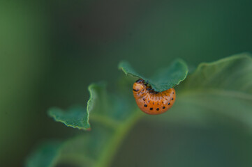  large fat colorado potato beetle larva eating potato leaves
