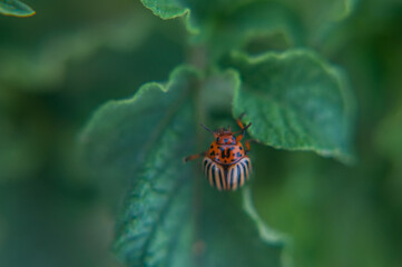 one adult colorado beetle sitting on a young green foliage of a potato, spring, closeup