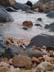 Seashells surrounded by rocks near seashore