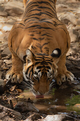 Tiger or Tigress Quenching Thirst Tiger Drinking Water