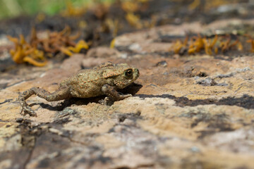 Juvenile UK Common Toad climbing over a log