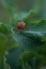 one adult colorado beetle sitting on a young green foliage of a potato, spring, closeup