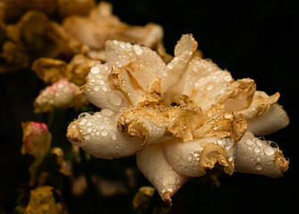 rose after rain 