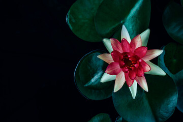 water lily flower