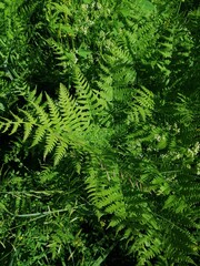 Blooming white clover among fern leaves sunny June