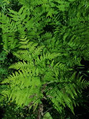 Blooming white clover among fern leaves sunny June