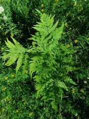 Blooming white clover among fern leaves sunny June