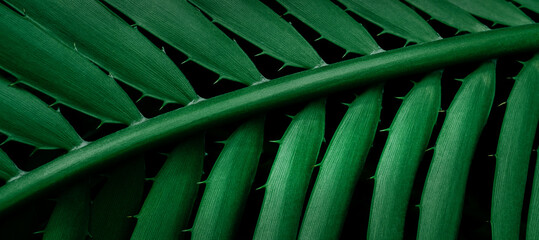 Plakat close up of green leaf