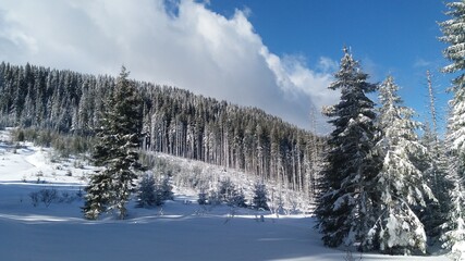 Fototapeta premium snow covered trees