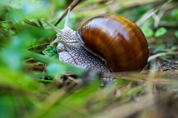 Close up of brown grape snail outdoor in nature.