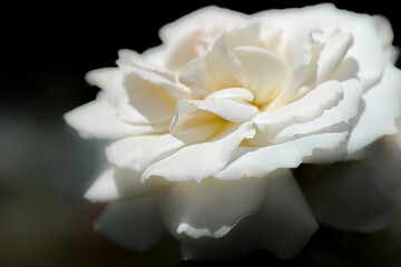 white rose flowers closeup