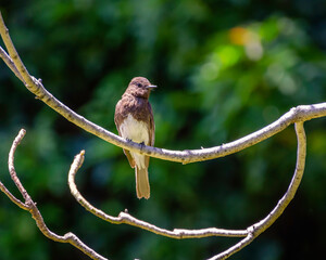 A Black Phoebe (Sayornis nigricans) perches in a tree, Los Angeles, CA.