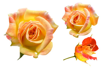Three yellow rose flowers isolated on white background