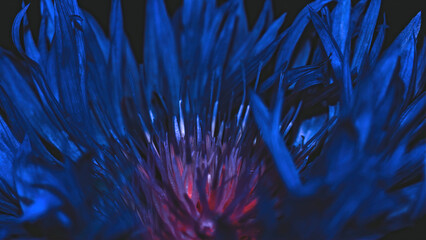 Close-up of dark blue flower with selective focus. Abstract floral background .Macro Knapweed 