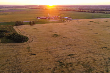 Fototapeta premium Aerial view of wheat field at sunset of the day