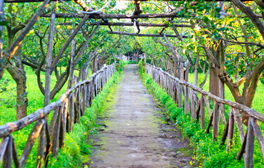 Green alley in the Orange orchard in the south of Italy 