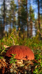 little mushroom, leccinum, in the Swedish forest