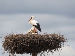 polluelos de cigueña con plumas blancas y negras,  en el nido vigiladas  celosamente por su madre, lerida, españa, europa