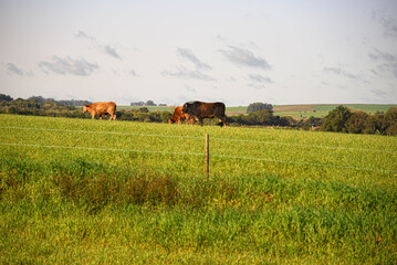 Fototapeta premium Farm animals in production and breeding area surrounded by electric fence