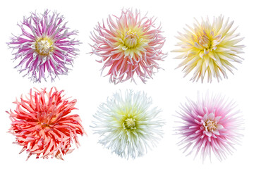 Collection of dahlia flowers isolated on white background