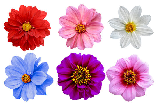 Collection of dahlia flowers isolated on white background