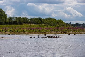 Wild Konik horses and Galloway cattle cooling down alongside the border river Meuse between the Netherlands and Belgium. The purple catnip is in full bloom.