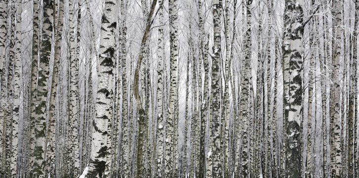 Trunks of winter birch trees as background