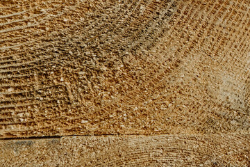 Cross section of a cut tree trunk with natural wood texture