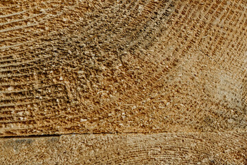 Cross section of a cut tree trunk with natural wood texture