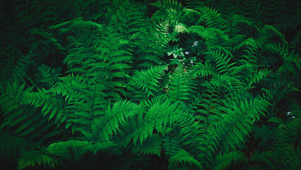 Beautiful dark green leaves of fern in forest. Fresh tropical foliage, natural background. Lush bushes of deep green plants, low-key photography wallpaper