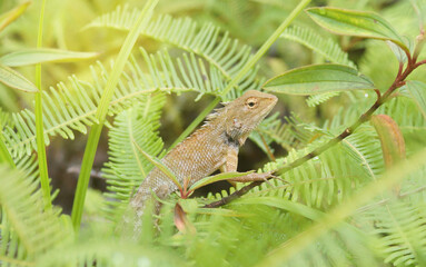 tropical brown chameleon