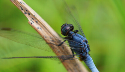 Blue dragon fly