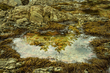 Beautiful green seaweed algae mossy  background sand wave,island and blue sky.