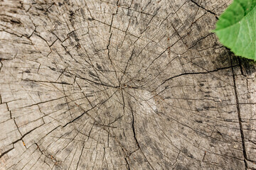 Cross section of a tree, old stump, green leaf. Wood texture in cracks. Top view, daylight.