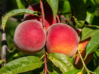 peach tree with fruits in summer
