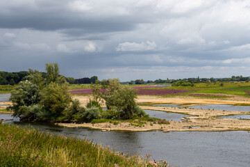 Wild Konik horses and Galloway cattle cooling down alongside the border river Meuse between the Netherlands and Belgium. The purple catnip is in full bloom.