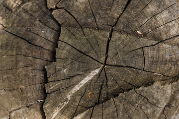Cross-section of the tree, old stump. The texture of the wood in the cracks. Top view, daylight.