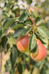 Beautiful natural pears weigh on the pear tree, twigs and leaves. Healthy organic pears. Pear on a branch. The pear is growing on the tree.