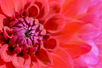 close up of pink dahlia flower