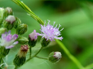 Cirsium vulgare (spear thistle, bull thistle, common thistle) the exotic flower with a natural background