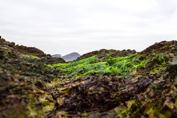 Beautiful green seaweed algae mossy  background sand wave,island and blue sky.