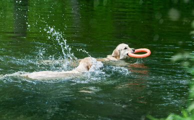 Beautiful golden retrievers swimming in river