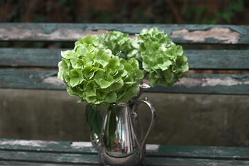 Hortensie Blume Natur Grün Sommer Garden Blühte
Hortensie grün Tellerhortenie Schneeballhortensie Rispenhortensie